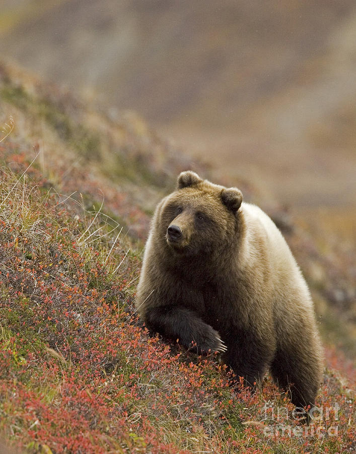 Denali National Park Photograph - Grizzly Bear in Berries by Tim Grams