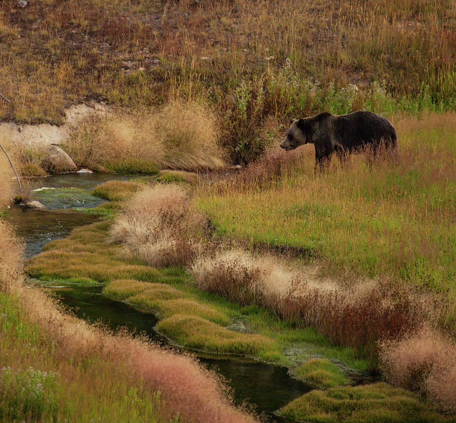 Yellowstone National Park Photograph - Grizzly Bear in riverbed by Cliff Wassmann