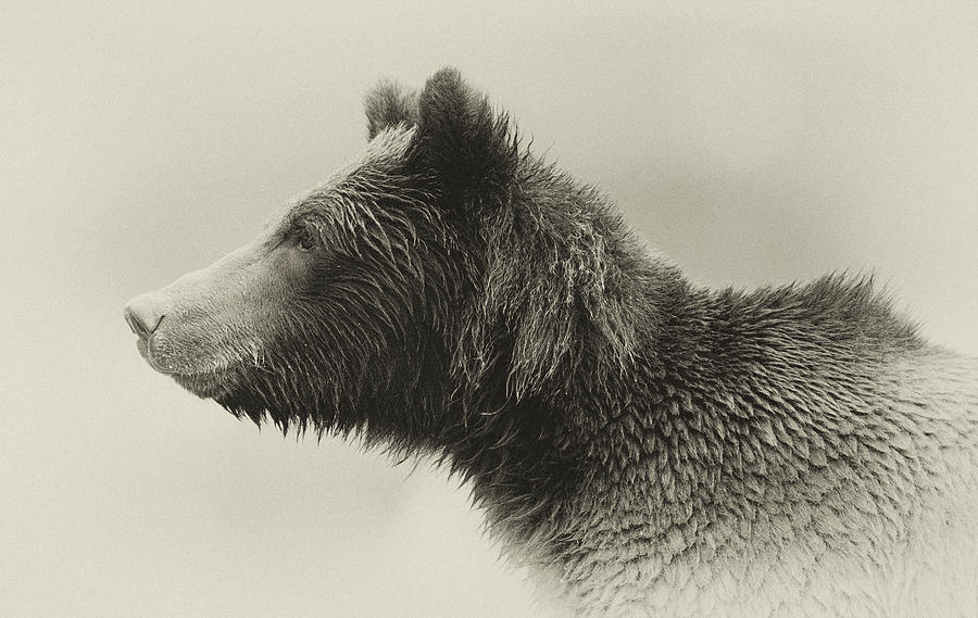 Grizzly Bear in Sepia Photograph by Max Waugh