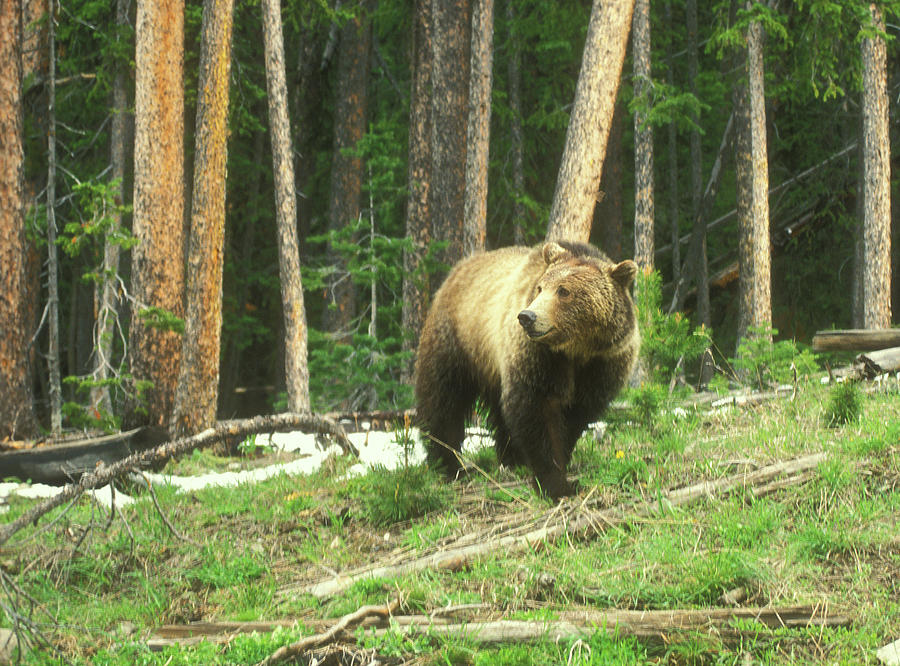 Grizzly Bear Photograph by John Burk