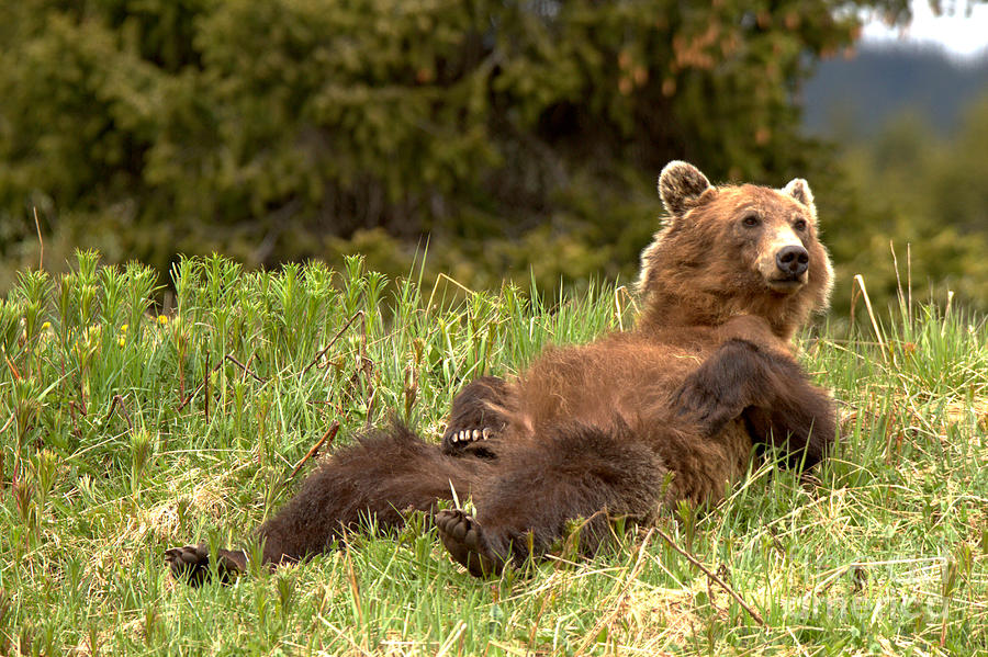 Grizzly Bear Lunch Break Photograph by Adam Jewell