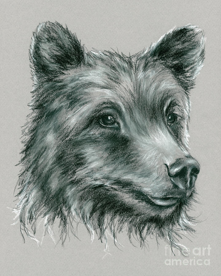 Grizzly Bear Drawing by MM Anderson