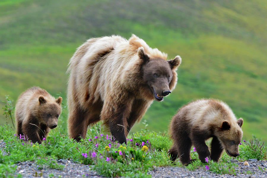 Grizzly Bear Mom And Cubs Photograph By Surjanto Suradji Fine Art America