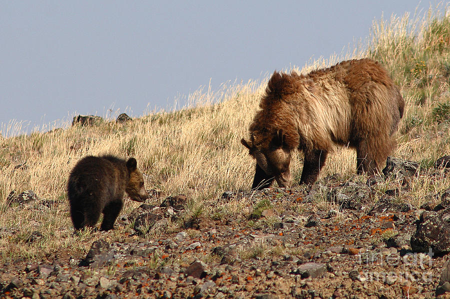 Grizzly Bear Mother And Cub Photograph by Max Allen