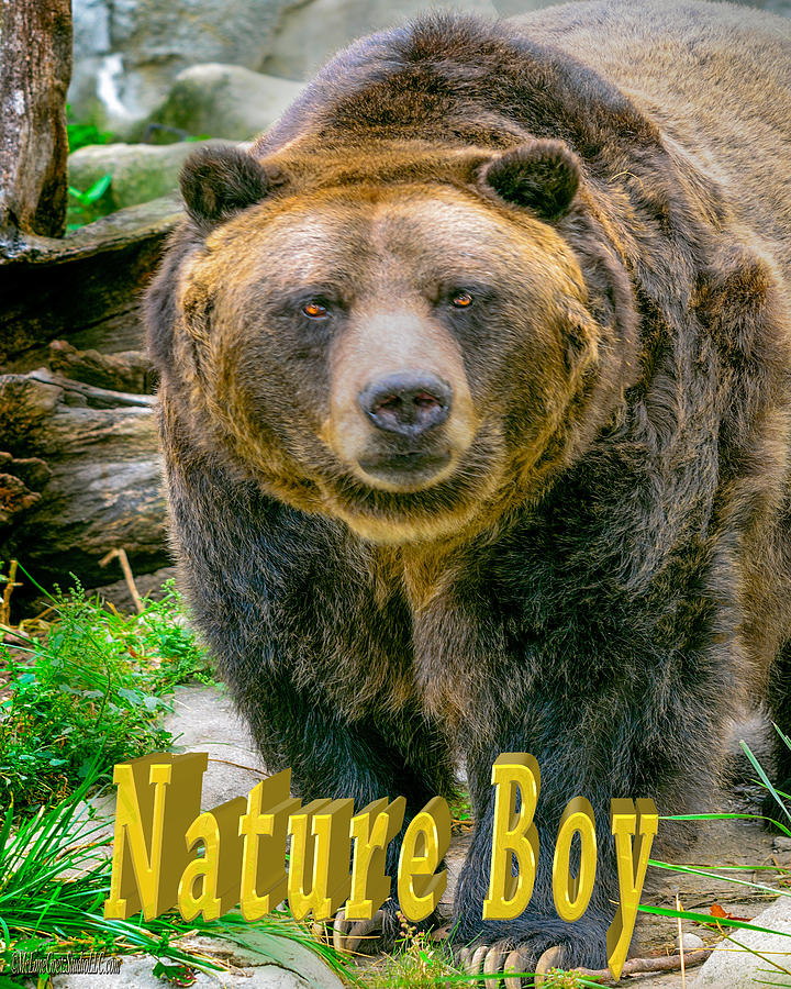 Grizzly Bear Nature Boy    Photograph by LeeAnn McLaneGoetz McLaneGoetzStudioLLCcom