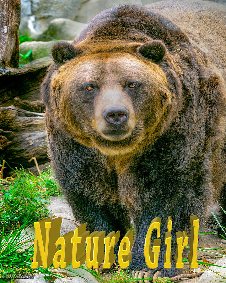 Animal Photograph - Grizzly Bear Nature Girl    by LeeAnn McLaneGoetz McLaneGoetzStudioLLCcom