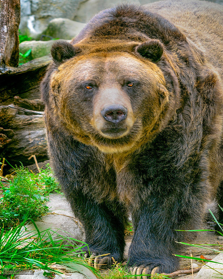 Grizzly Bear Nature Wear     Photograph by LeeAnn McLaneGoetz McLaneGoetzStudioLLCcom