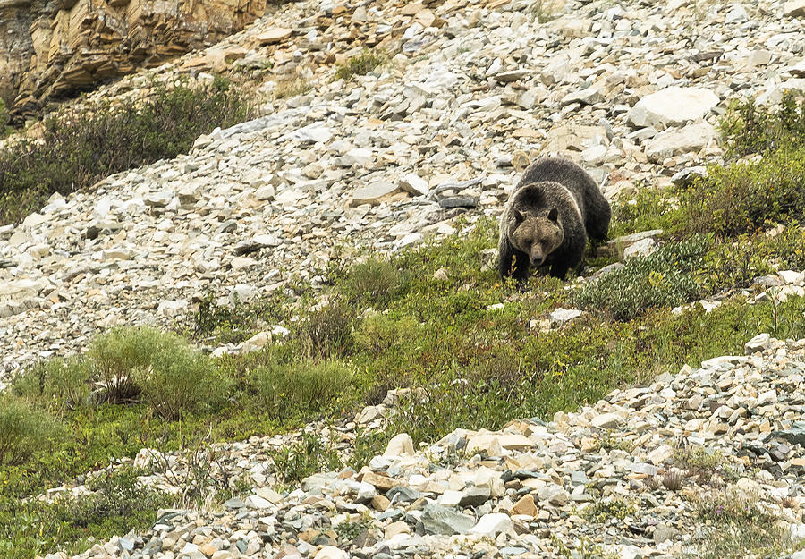 Grizzly Bear Nearing the Bottom of the Mountain No. 1 Photograph by Belinda Greb