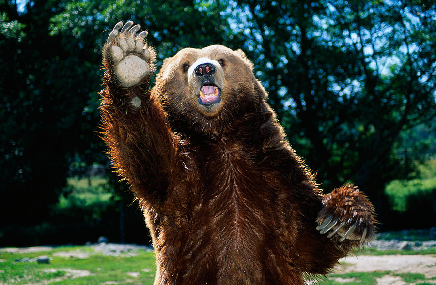 Grizzly Bear On Hind Legs Photograph by Panoramic Images
