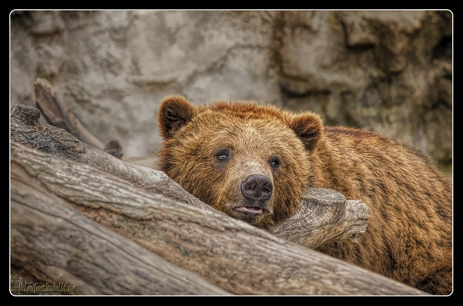 Animal Photograph - Grizzly Bear on log  by LeeAnn McLaneGoetz McLaneGoetzStudioLLCcom