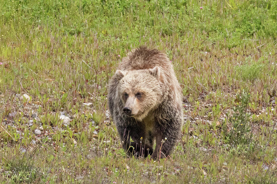 Grizzly Bear Out For a Walk Photograph by Tony Hake - Fine Art America