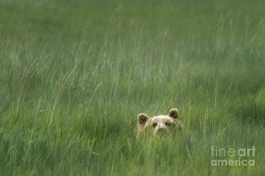 Grizzly Bear Peeking Photograph by Paulette Sinclair