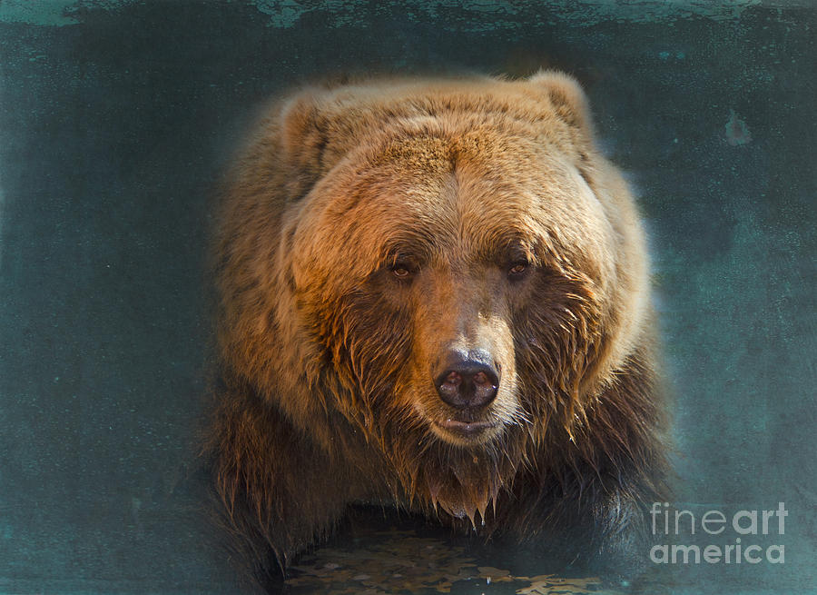 Grizzly Bear Portrait Photograph by Betty LaRue