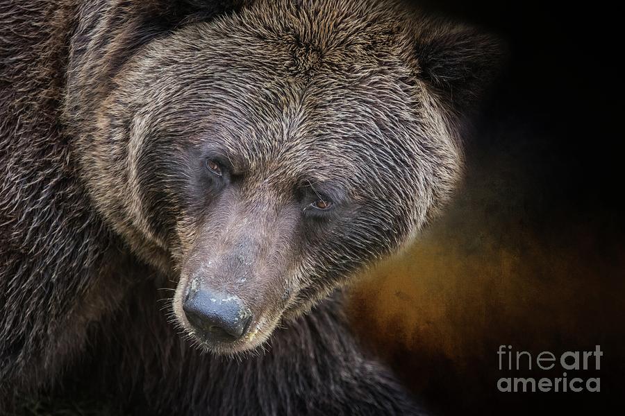 Grizzly Bear Portrait Photograph by Eva Lechner