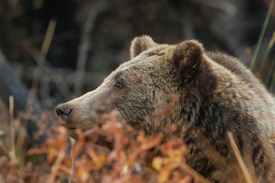 Grizzly Bear Portrait in Fall Photograph by Mark Miller