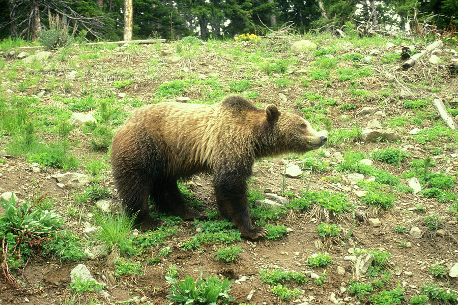 Grizzly Bear Profile Photograph by John Burk