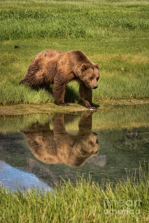 Reflections on The Bear