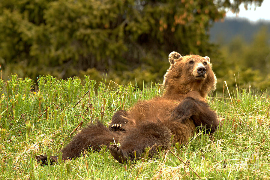 Grizzly Bear Relaxing In Paradise Photograph by Adam Jewell