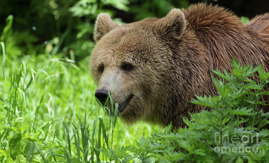 Grizzly Bear Photograph by Sam Rino