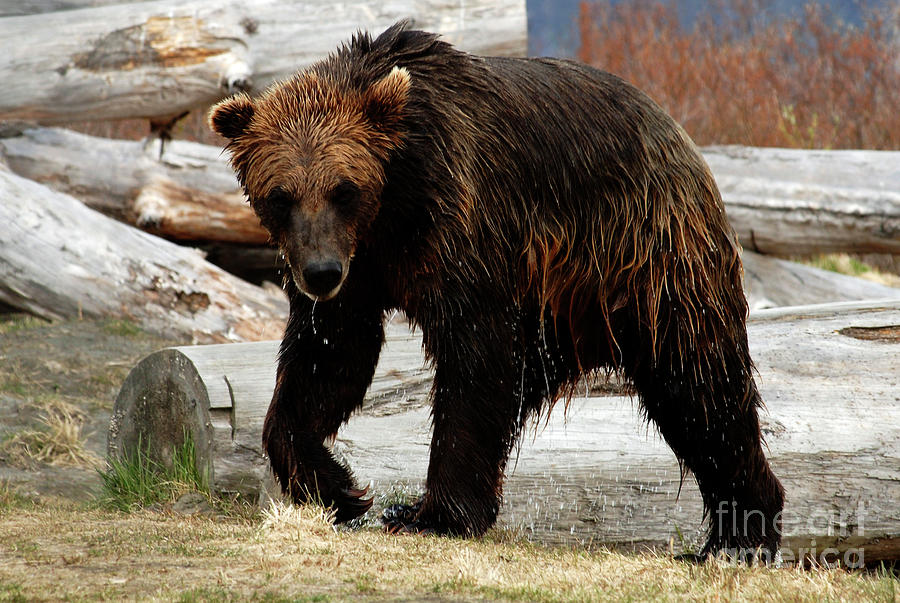 Grizzly Bear Seward Alaska 1 Photograph by Bob Christopher