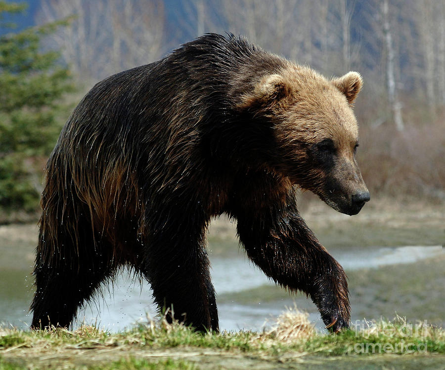 Grizzly Bear Seward Alaska 2 Photograph by Bob Christopher