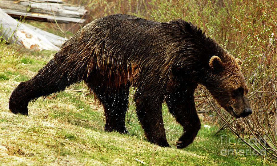 Grizzly Bear Seward Alaska 3 Photograph by Bob Christopher
