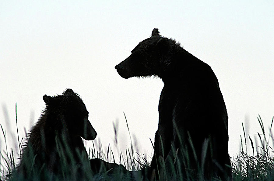 Grizzly Bear Silhouettes Photograph by Ted Keller