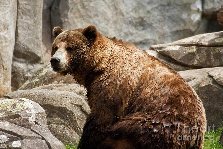 Grizzly Bear Sitting Down Photograph by Jill Lang