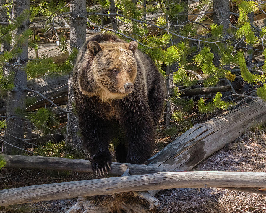 Grizzly Bear Sow In Yellowstone Photograph by Yeates Photography