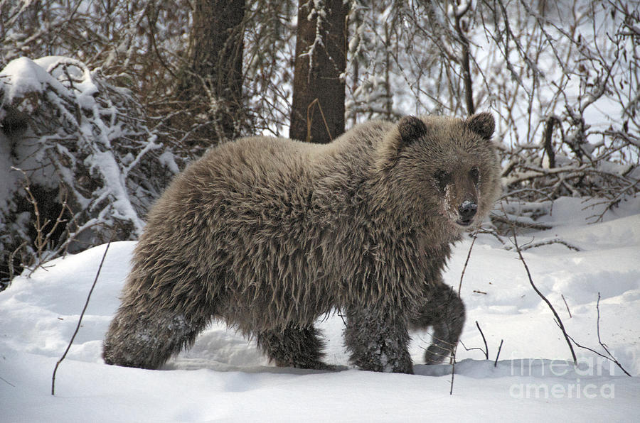Wildlife Photograph - Grizzly Bear by Stephen J Krasemann