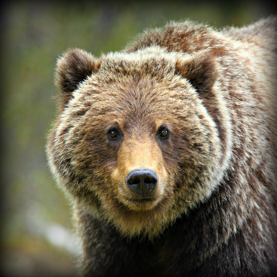 Banff National Park Photograph - Grizzly Bear by Stephen Stookey