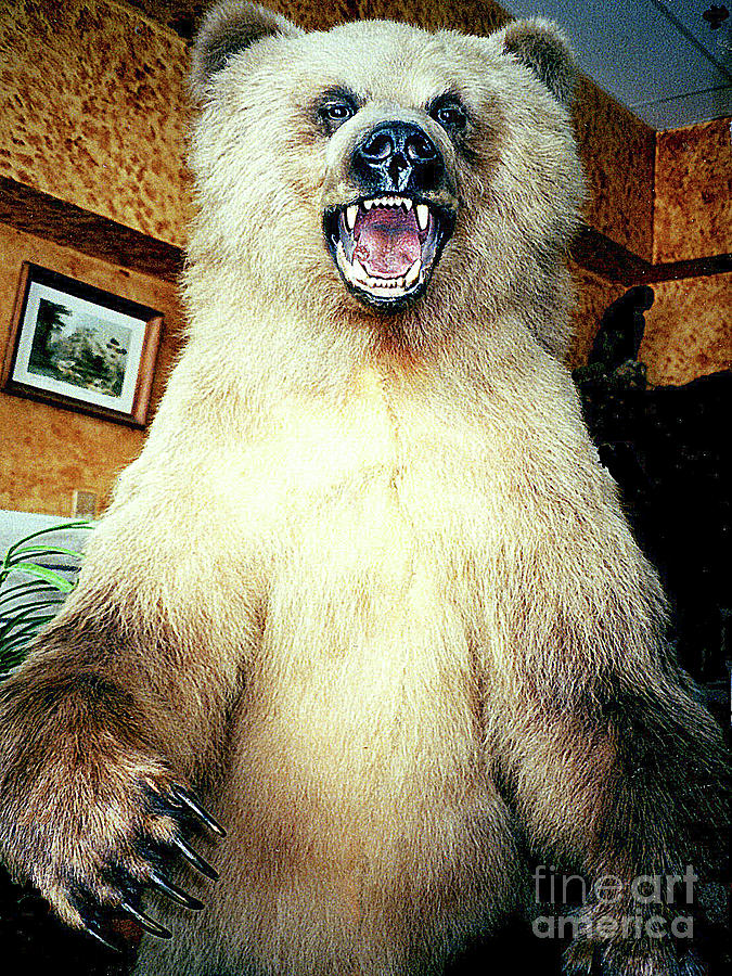 grizzly bear head taxidermy