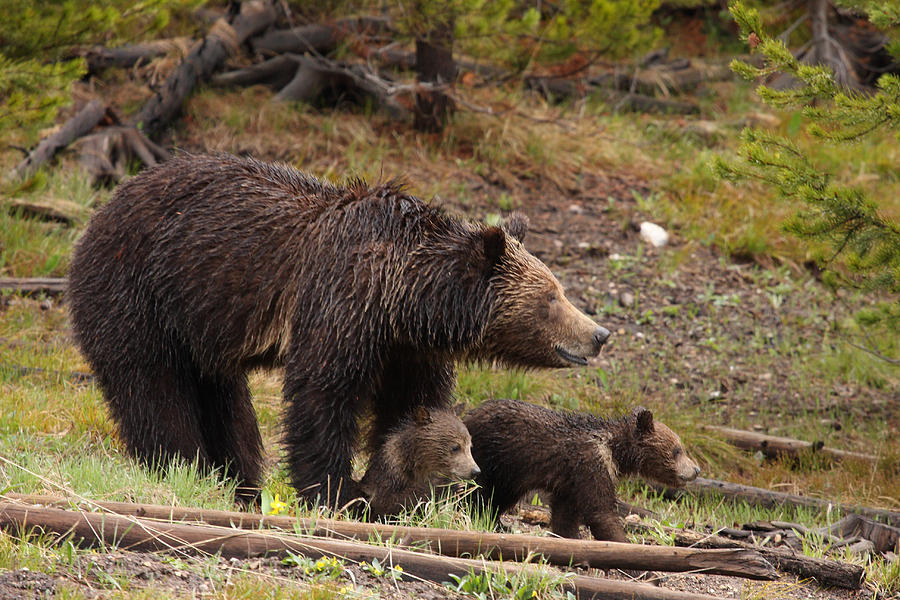 Grizzly Bear - The Guardian Photograph by Ross Swanson - Fine Art America