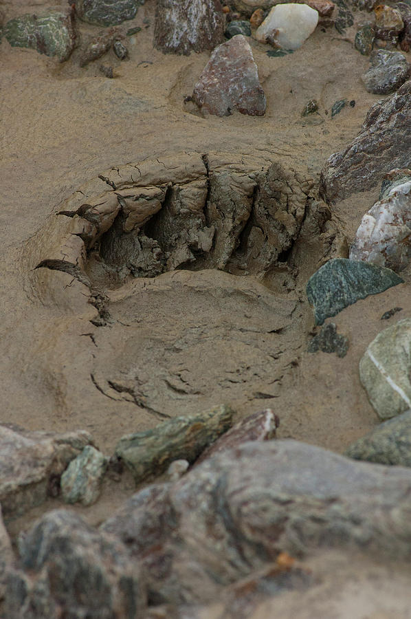 Grizzly Bear Track 94 Photograph by David Drew