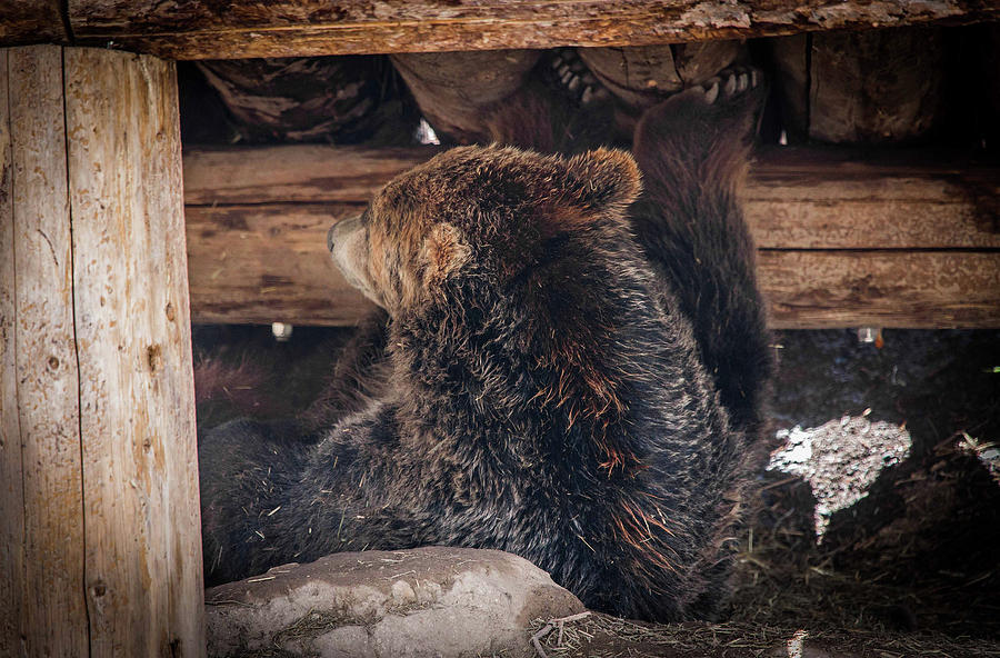 Grizzly Photograph - Grizzly Bear Under the Cabin by Dan Pearce Grizzly Photograph - Grizzly Bear Under the Cabin by Dan Pearce