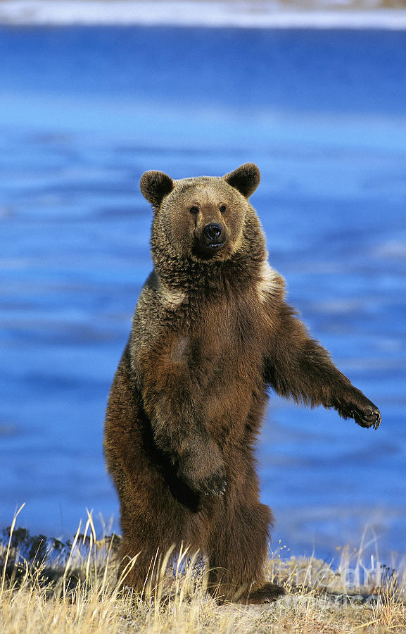 Grizzly Bear Ursus Arctos Horribilis Photograph by Gerard Lacz