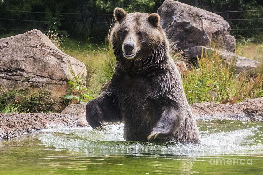 Bear Photograph - Grizzly Bear Wading by Suzanne Luft