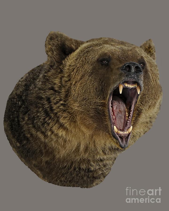 Teeth Photograph - Grizzly Bear by Wildlife Fine Art