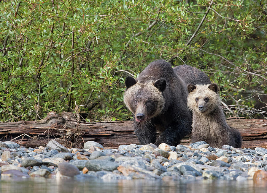 Grizzly Bear with Cub Photograph by Max Waugh