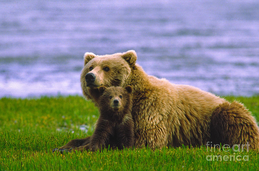 Grizzly Bear With Cubs Photograph by Boyd E. Norton