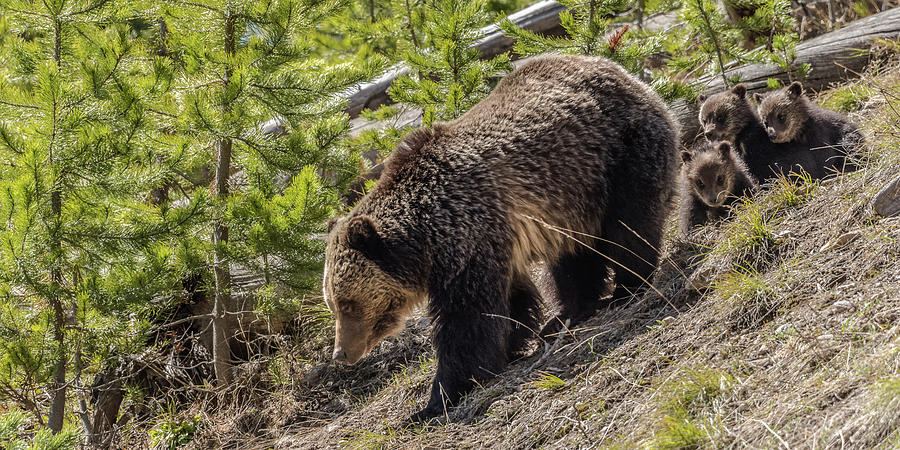 Grizzly Bears Coming Down The Mountain Photograph by Yeates Photography