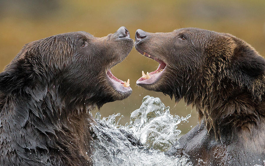 Grizzly Bears Face to Face Photograph by Max Waugh