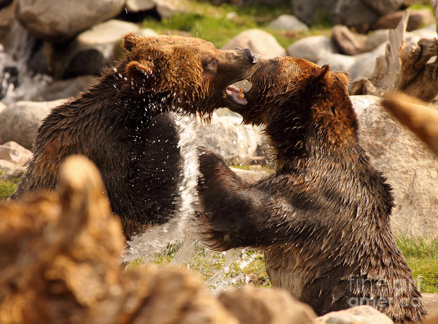 Grizzly Bears In A Battle Of Tooth And Claw Photograph by Max Allen