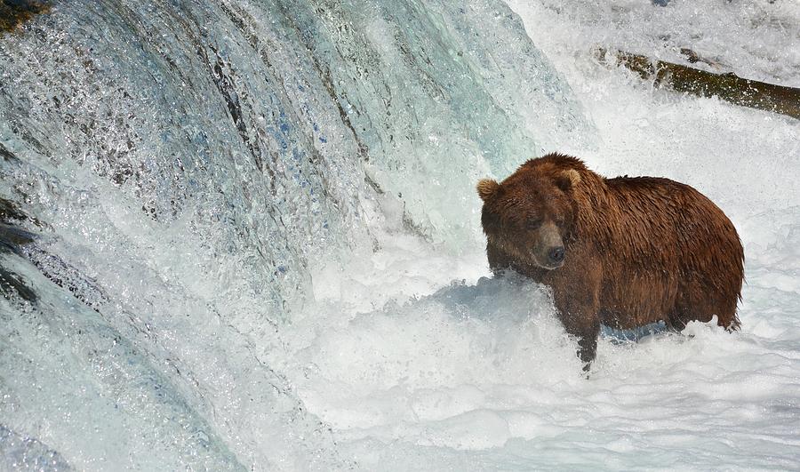 Grizzly Bear At The Falls Photograph