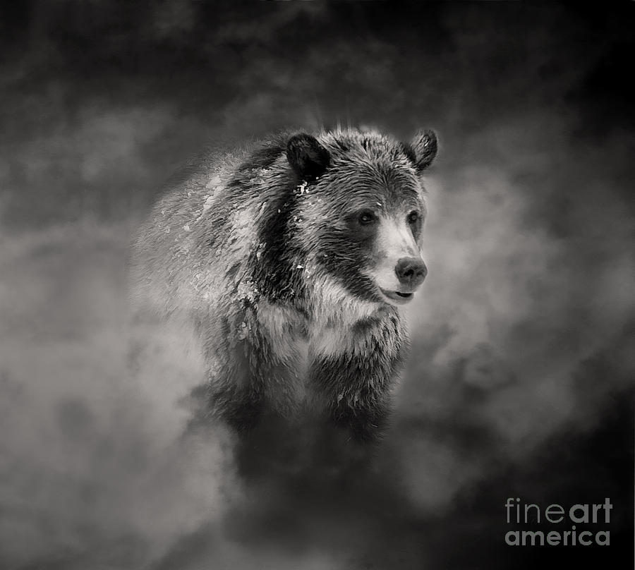 Nature Photograph - Grizzly black and white in clouds by Clare VanderVeen