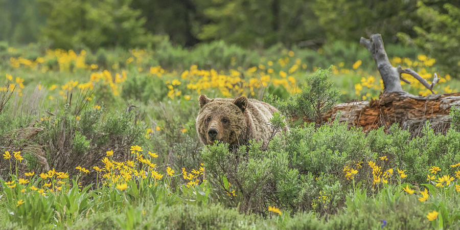 Grizzly Blondie Photograph by Yeates Photography