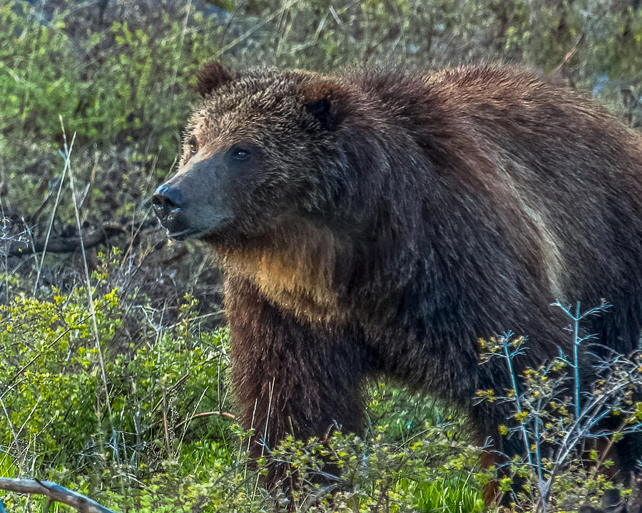 Grizzly Boar At Lake Overtake Photograph by Yeates Photography