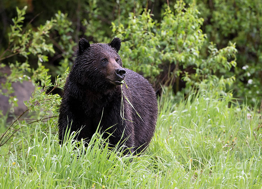 Grizzly Boar by Shannon Carson Grizzly Boar by Shannon Carson