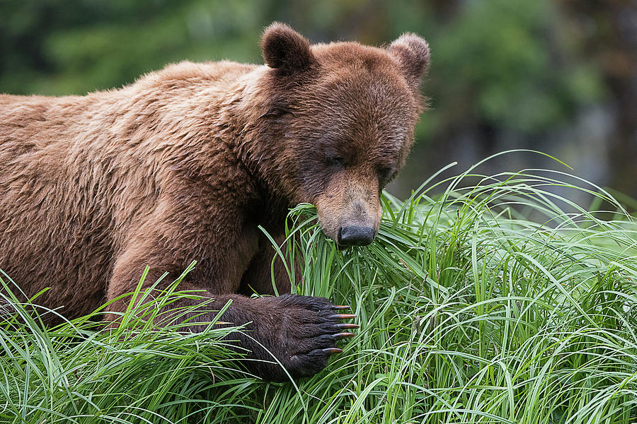 Grizzly Claws Photograph by Bill Cubitt
