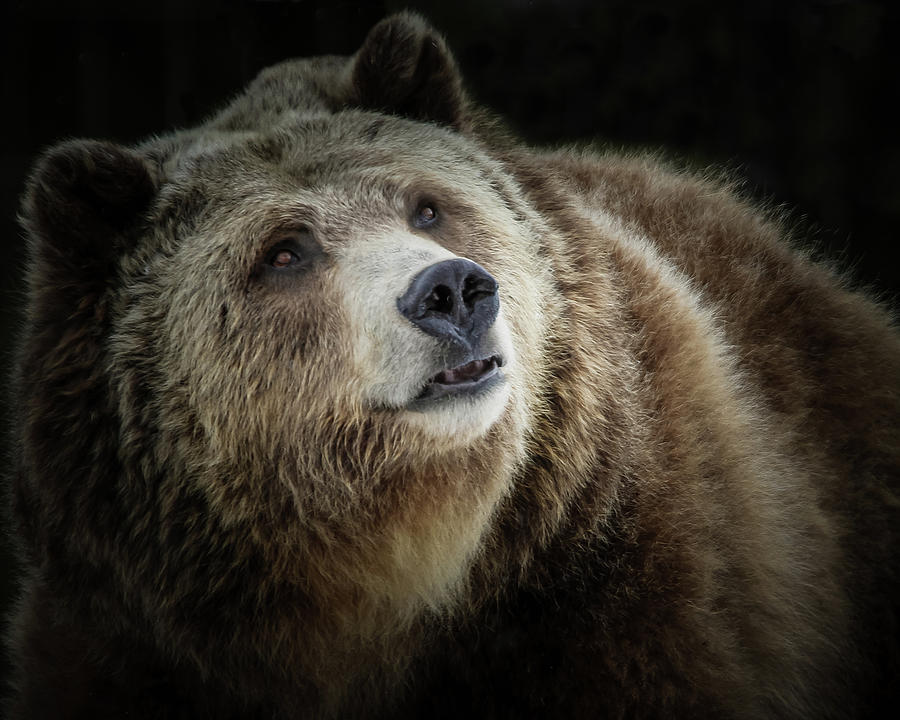 Grizzly Close Up Photograph by Athena Mckinzie